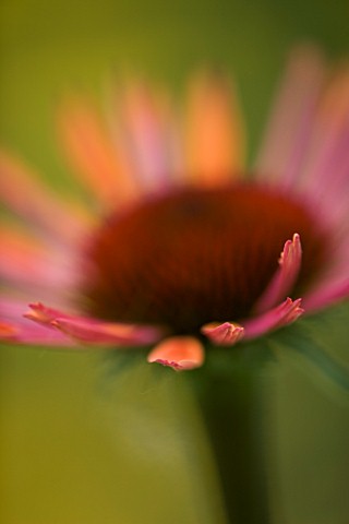CLOSE_UP_OF_FLOWER_OF_ECHINACEA_SUNDOWN_WITH_ACHILLEA_MOONSHINE_BEHIND