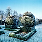 THE TWO BISHOPS IN THE YEW TOPIARY CHESS SET IN FROST. HAZELBURY MANOR GARDEN  WILTSHIRE
