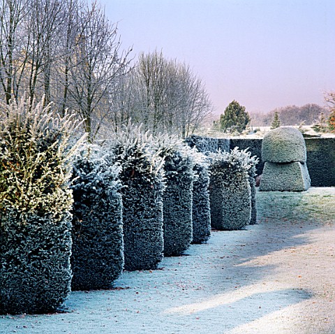 FROSTED_YEW_TOPIARY_COLUMNS_BESIDE_THE_LIME_WALK_AT_HAZELBURY_MANOR_GARDEN__WILTSHIRE