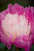 PAEONIA BOWL OF BEAUTY. PEONY  FLOWER  CLOSE UP  PINK  BLOOM