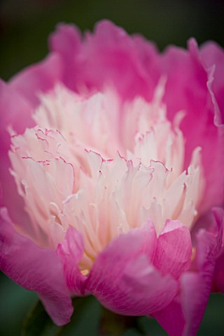 PAEONIA_BOWL_OF_BEAUTY_PEONY__FLOWER__CLOSE_UP__PINK__BLOOM
