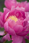 PAEONIA BOWL OF BEAUTY. PEONY  FLOWER  CLOSE UP  PINK  BLOOM