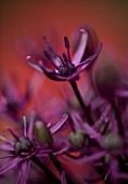 ABSTRACT CLOSE UP OF ALLIUM FIRMAMENT. BULB  FLOWER  PURPLE  SPRING