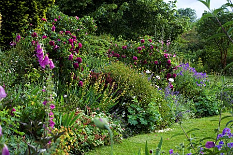 MARINERS_GARDEN__BERKSHIRE_DESIGNER_FENJA_ANDERSON__LAWN_AND_HERBACEOUS_BORDER_WITH_ROSE_CHARLES_DE_