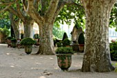 DESIGNER DOMINIQUE LAFOURCADE  PROVENCE  FRANCE - GRAVEL TERRACE WITH GREEN TERRACOTTA URNS PLANTED WITH BOX  HUGE PLANE TREES AND A STONE WATER FEATURE