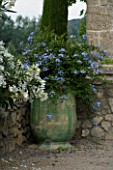 DESIGNER DOMINIQUE LAFOURCADE  PROVENCE  FRANCE - GREEN CONTAINER PLANTED WITH PLUMBAGO