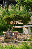 PROVENCE  FRANCE. GARDEN OF MARCO NUCERA. TERRACOTTA CONTAINER WITH CLIPPED SHAPES