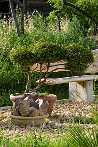 PROVENCE__FRANCE_GARDEN_OF_MARCO_NUCERA_TERRACOTTA_CONTAINER_WITH_CLIPPED_SHAPES