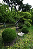 PROVENCE  FRANCE. GARDEN OF MARCO NUCERA. BOX  BALLS AND TREE CLIPPED BY MARCO NUCERA