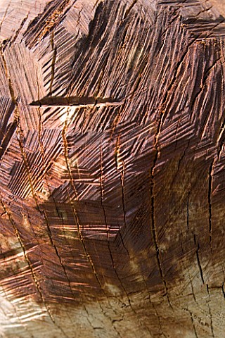 PROVENCE__FRANCE_GARDEN_OF_MARCO_NUCERA__DETAIL_OF_WOODEN_SCULPTURE_BY_MARCO_NUCERA