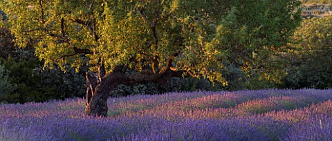 DESIGNER_ALAIN_DAVID_IDOUX__MAS_BENOIT__PROVENCE__FRANCE_LAVENDER_AND_ALMOND_TREE_IN_EARLY_MORNING_L