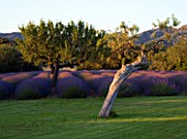 DESIGNER ALAIN DAVID IDOUX - MAS BENOIT  PROVENCE  FRANCE. GNARLED TREE AND LAVENDER TRIANGLE IN EARLY MORNING LIGHT