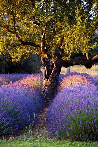 DESIGNER_ALAIN_DAVID_IDOUX__MAS_BENOIT__PROVENCE__FRANCE_LAVENDER_TRIANGLE_AND_ALMOND_TREE_IN_EARLY_