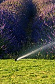 LAVENDER BESIDE A LAWN BEING SPRAYED WITH WATER FROM A POP UP SPRAYER. ENVIRONMENT  GLOBAL WARMING.