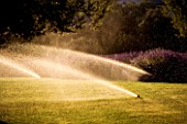LAVENDER BESIDE A LAWN BEING SPRAYED WITH WATER FROM A POP UP SPRAYER. ENVIRONMENT  GLOBAL WARMING.