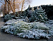 FROSTED BANK OF MIXED CONIFERS IN FRONT OF THE MAIN GATE AT HAZELBURY MANOR GARDENS  WILTSHIRE