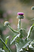 SILVER FOLIAGE AND PINK FLOWER OF SCOTCH THISTLE - ONOPORDUM ACANTHIUM AT THE OLD RECTORY   MIXBURY  NORTHANTS. DESIGNER: ANGEL COLLINS