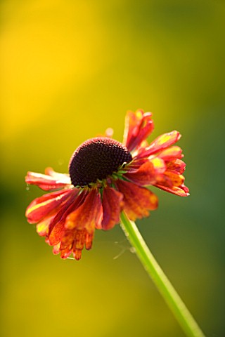 THE_OLD_RECTORY__HASELBECH__NORTHANTS_CLOSE_UP_OF_HELENIUM_MOERHEIM_BEAUTY