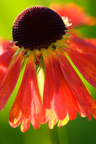 THE_OLD_RECTORY__HASELBECH__NORTHANTS_CLOSE_UP_OF_HELENIUM_MOERHEIM_BEAUTY