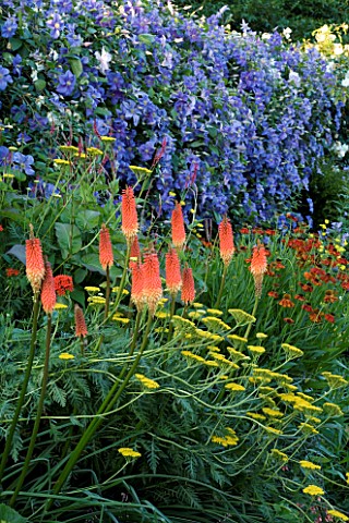 THE_OLD_RECTORY__HASELBECH__NORTHANTS_PLANTING_OF_ACHILLEAS__KNIPHOFIAS__HELENIUM_MOERHEIM_BEAUTY_AN