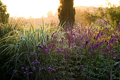 PETTIFERS__OXFORDSHIRE_EARLY_MORNING_BACKLIGHT_ON_BORDER_WITH_MISCANTHUS_SINENSIS_VAR_CONDENSATUS_CO