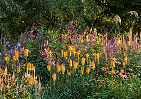 PETTIFERS__OXFORDSHIRE_KLIMT_BORDER_WITH_KNIPHOFIA__VERONICASTRUM_AND_ECHINACEAS