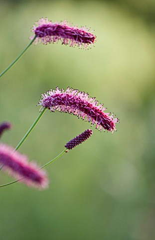 PETTIFERS__OXFORDSHIRE__PINK_FLOWERS_OF_SANGUISORBA_UNKNOWN_VARIETY