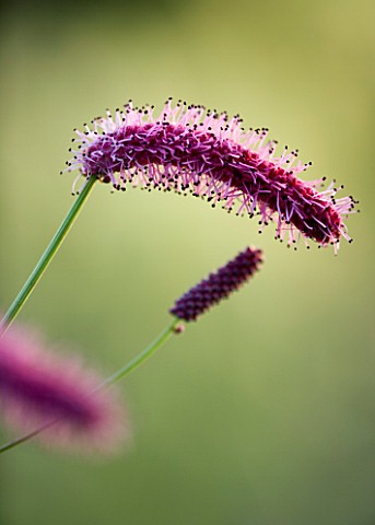 PETTIFERS__OXFORDSHIRE__CLOSE_UP_OF_PINK_FLOWERS_OF_SANGUISORBA_UNKNOWN_VARIETY