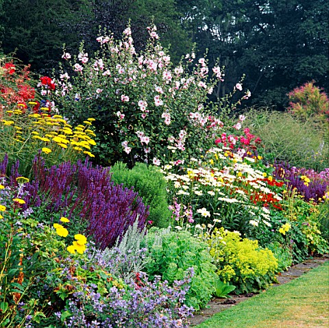 THE_HERBACEOUS_BORDER_AT_LITTLE_BOWDEN__BERKSHIRE__DOMINATED_BY_LAVATERA_BARNSLEY
