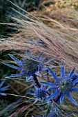 PETTIFERS  OXFORDSHIRE: CLOSE UP OF PLANT COMBINATION OF STIPA TENUISSIMA AND ERYNGIUM BOURGATII PICOS BLUE