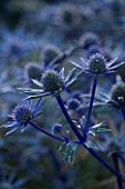PETTIFERS  OXFORDSHIRE: CLOSE UP OF ERYNGIUM BOURGATII PICOS BLUE. FLOWER  BLUE