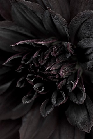 PETTIFERS__OXFORDSHIRE_PETALS_OF_THE_DARK_RED_DAHLIA_RIP_CITY_TUBER__ABSTRACT__CLOSE_UP__FLOWER_MANI