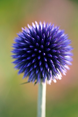 PETTIFERS__OXFORDSHIRE_CLOSE_UP_OF_ECHINOPS_RITRO_VEITCHS_BLUE_FLOWER__BLUE