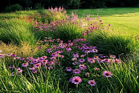 THE_OLD_RECTORY__MIXBURY__NORTHANTS_DESIGNER_ANGEL_COLLINS_LATE_PERENNIAL_BORDER_WITH_ECHINACEAS__MO