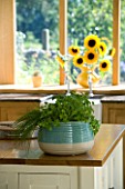 DESIGNER CLARE MATTHEWS  DEVON: TABLE IN KITCHEN WITH CONTAINER OF HERBS  KITCHEN WINDOWSILL WITH BELFAST SINK AND SUNFLOWERS IN YELLOW CONTAINER