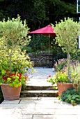 CLARE MATTHEWS GARDEN  DEVON. STANDARD OLIVE TREES AND NASTURTIUMS IN TERRACOTTA CONTAINERS AND STEPS LEADING TO PATIO BESIDE HOUSE WITH PINK PARASOL. DESIGNER CLARE MATTHEWS