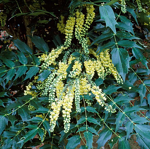 DETAIL_OF_YELLOW_FLOWERS_OF_MAHONIA_X_MEDIA_CHARITY