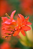 DARREN CLEMENTS GARDEN  STAFFORDSHIRE: CLOSE UP OF RED FLOWERS OF CROCOSMIA LUCIFER