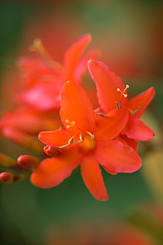 DARREN_CLEMENTS_GARDEN__STAFFORDSHIRE_CLOSE_UP_OF_RED_FLOWERS_OF_CROCOSMIA_LUCIFER
