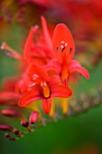 DARREN CLEMENTS GARDEN  STAFFORDSHIRE: CLOSE UP OF RED FLOWERS OF CROCOSMIA LUCIFER