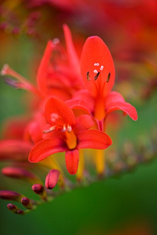 DARREN_CLEMENTS_GARDEN__STAFFORDSHIRE_CLOSE_UP_OF_RED_FLOWERS_OF_CROCOSMIA_LUCIFER
