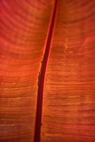DARREN_CLEMENTS_GARDEN__STAFFORDSHIRE_CLOSE_UP_OF_LEAVES_OF_THE_ABYSINIAN_BANANA_ENSETE_VENTRICOSUM_