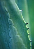 DARREN CLEMENTS GARDEN  STAFFORDSHIRE: CLOSE UP OF SPIKES ON  LEAVES OF AGAVE AMERICANA