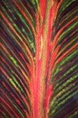 DARREN CLEMENTS GARDEN  STAFFORDSHIRE: CLOSE UP OF LEAF OF CANNA TROPICANA