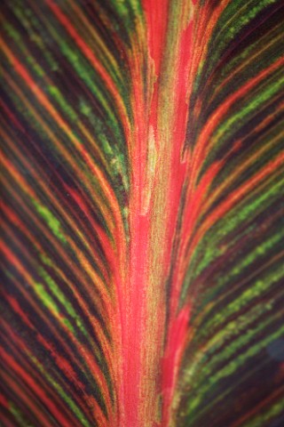 DARREN_CLEMENTS_GARDEN__STAFFORDSHIRE_CLOSE_UP_OF_LEAF_OF_CANNA_TROPICANA