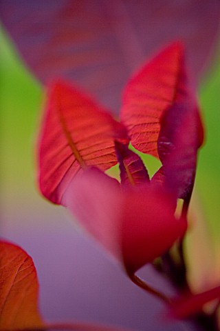 DARREN_CLEMENTS_GARDEN__STAFFORDSHIRE_CLOSE_UP_OF_LEAVES_OF_COTINUS_GRACE