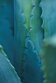 DARREN CLEMENTS GARDEN  STAFFORDSHIRE: CLOSE UP OF LEAVES OF AGAVE AMERICANA