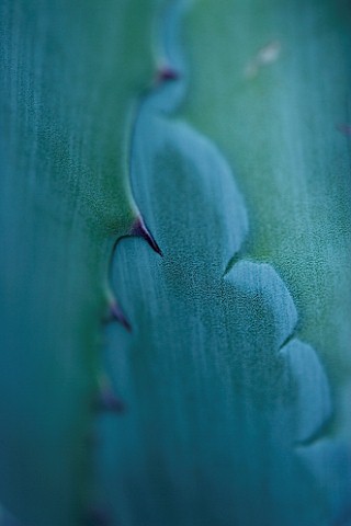 DARREN_CLEMENTS_GARDEN__STAFFORDSHIRE_CLOSE_UP_OF_LEAVES_OF_AGAVE_AMERICANA