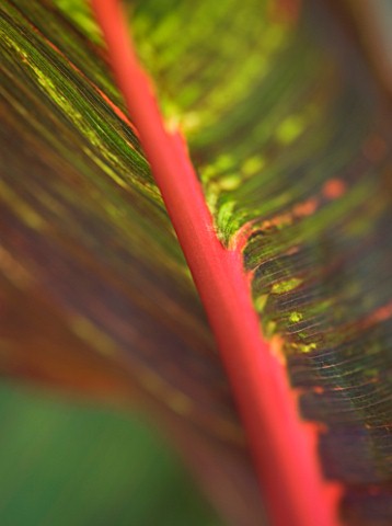 DARREN_CLEMENTS_GARDEN__STAFFORDSHIRE_CLOSE_UP_OF_LEAVES_OF_CANNA_TROPICANA