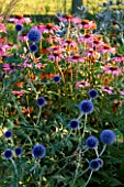 PETTIFERS GARDEN  OXFORDSHIRE. PLANT COMBINATION OF ECHINACEA AND ECHINOPS VEITCHS BLUE